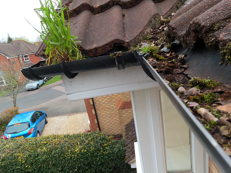 Blocked gutter overgrown with moss, weeds and leaves before professional cleaning in Sutton Coldfield